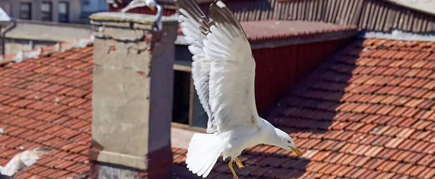 Residential Chimney Animal Removal Solution in Enid, OK